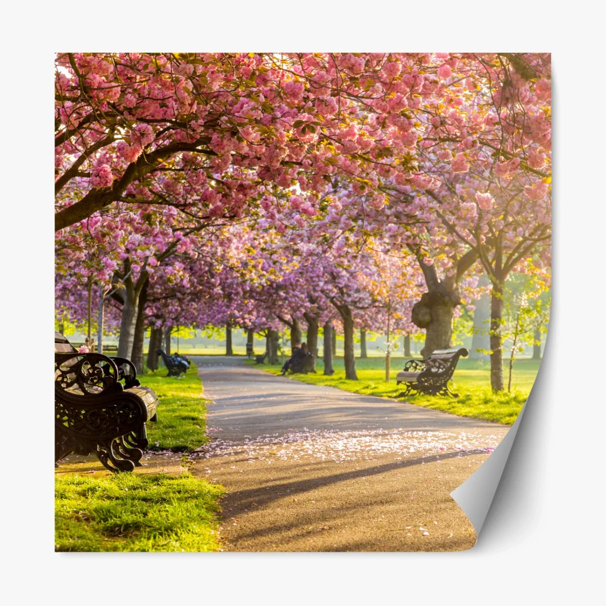 Repositionierbarer Aufkleber kirschblütenallee im frühling – Wallnifity® Repositionierbarer Aufkleber kirschblütenallee im frühling – Wallnifity®