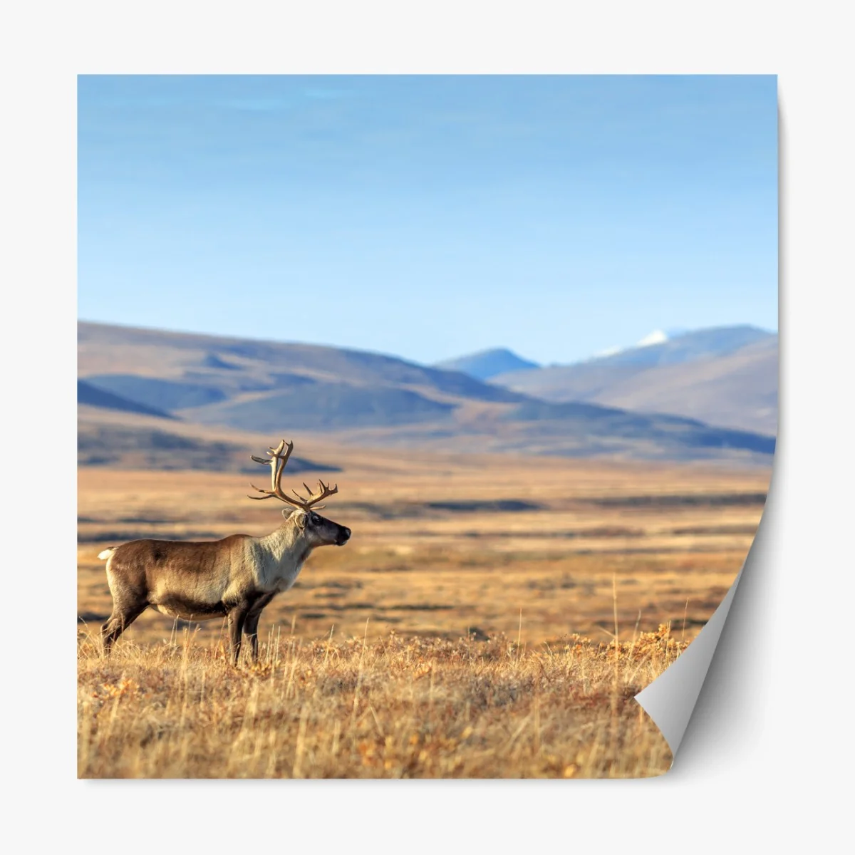 Repositionierbarer Aufkleber einsames rentier in der Tundra von Tschukotka – Wallnifity® Repositionierbarer Aufkleber einsames rentier in der Tundra von Tschukotka – Wallnifity®