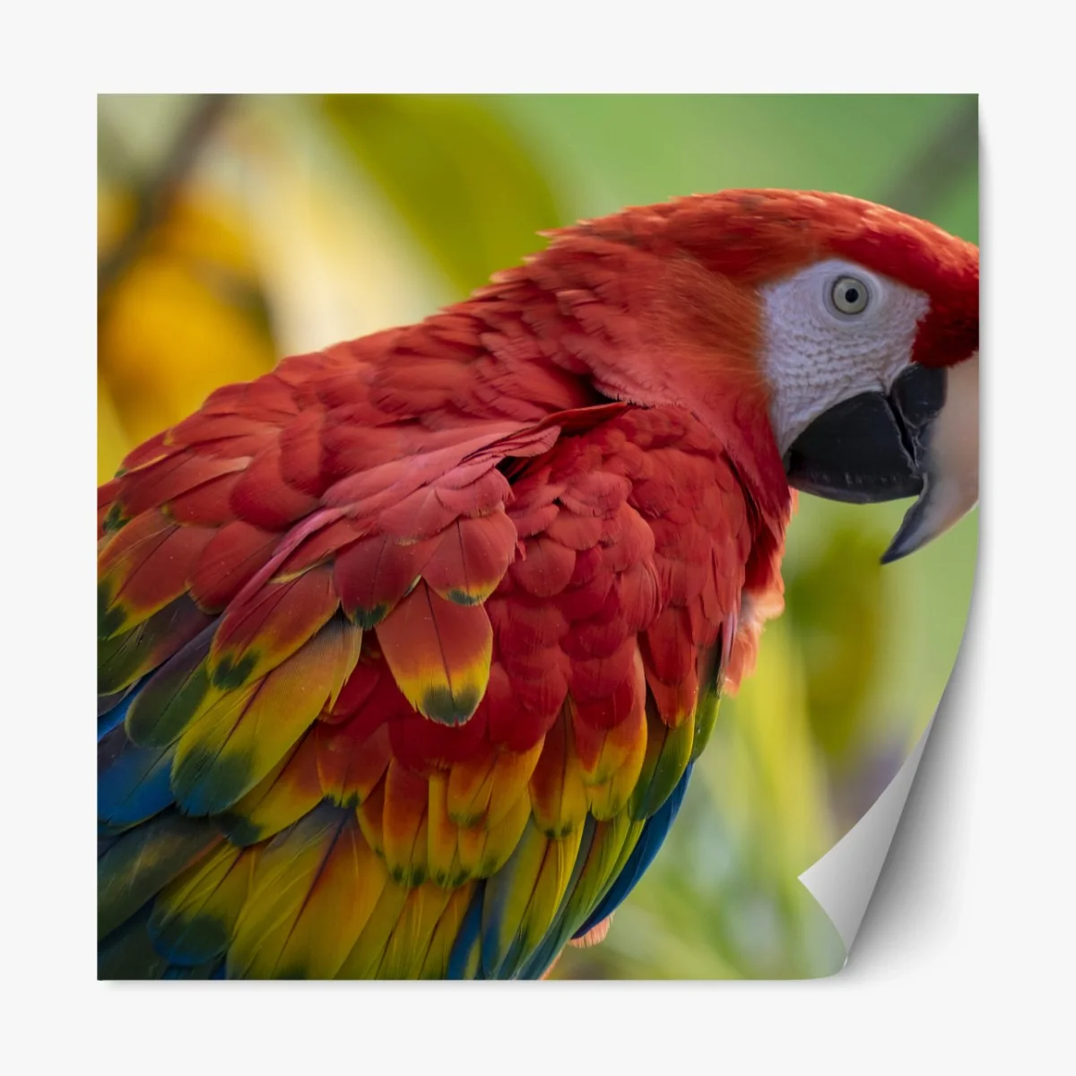 Repositionierbarer Aufkleber intensives porträt einer scharlachara – Wallnifity® Repositionierbarer Aufkleber intensives porträt einer scharlachara – Wallnifity®