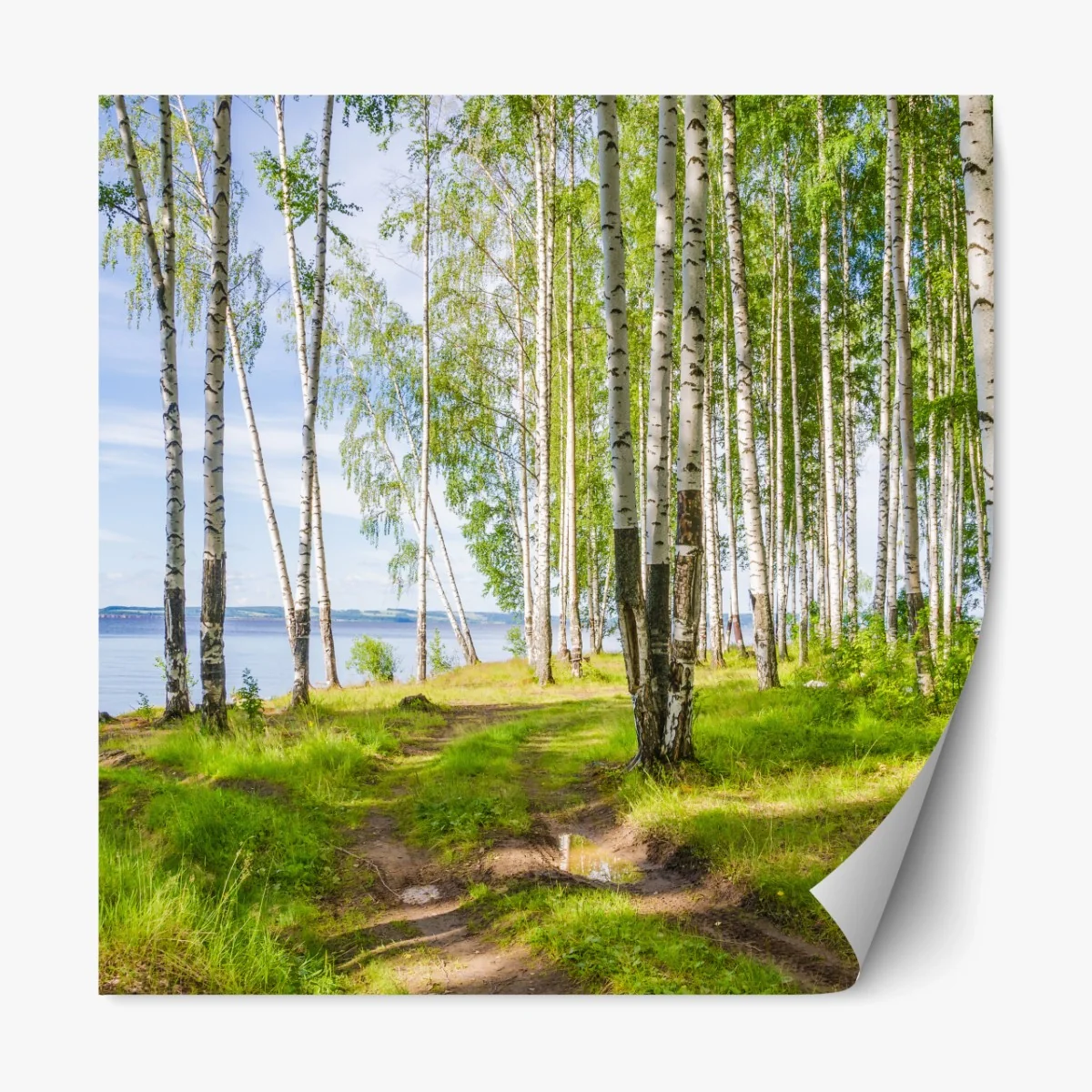 Repositionierbarer Aufkleber sonnige birkenlichtung am wasser – Wallnifity® Repositionierbarer Aufkleber sonnige birkenlichtung am wasser – Wallnifity®