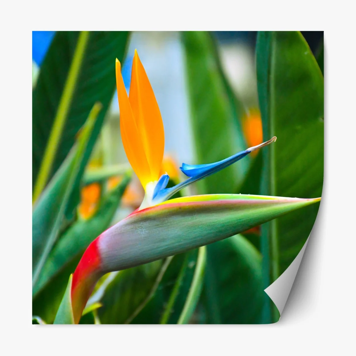 Repositionierbarer Aufkleber leuchtende paradiesvogelblume – Wallnifity®