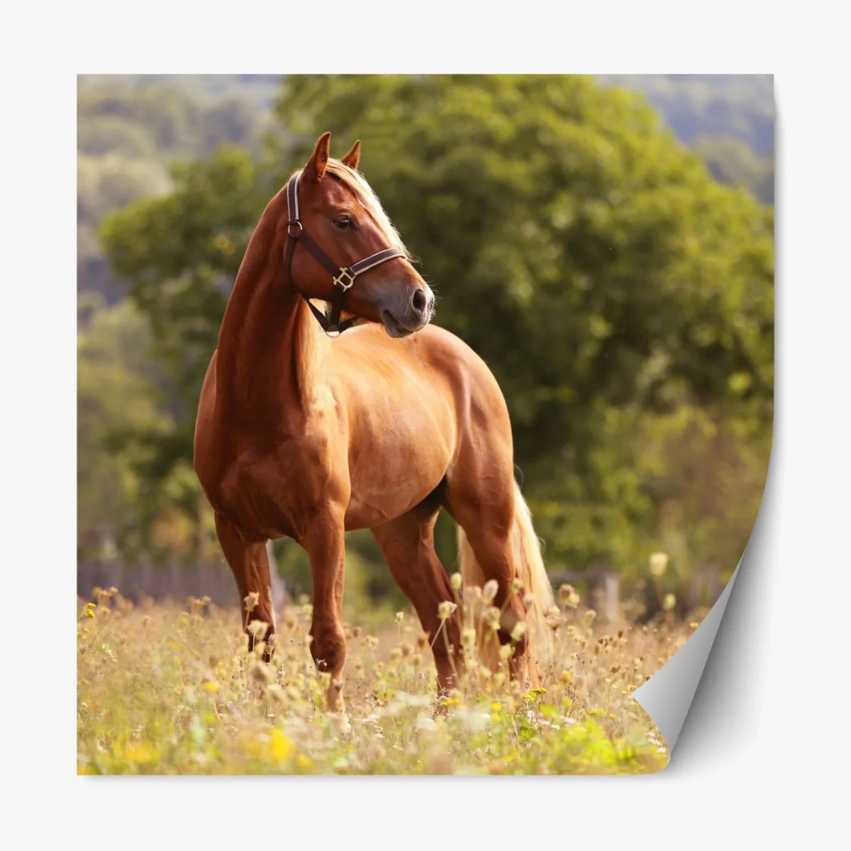 Repositionierbarer Aufkleber majestätisches kastanienbraunes pferd auf sommerlicher wiese – Wallnifity® Repositionierbarer Aufkleber majestätisches kastanienbraunes pferd auf sommerlicher wiese – Wallnifity®