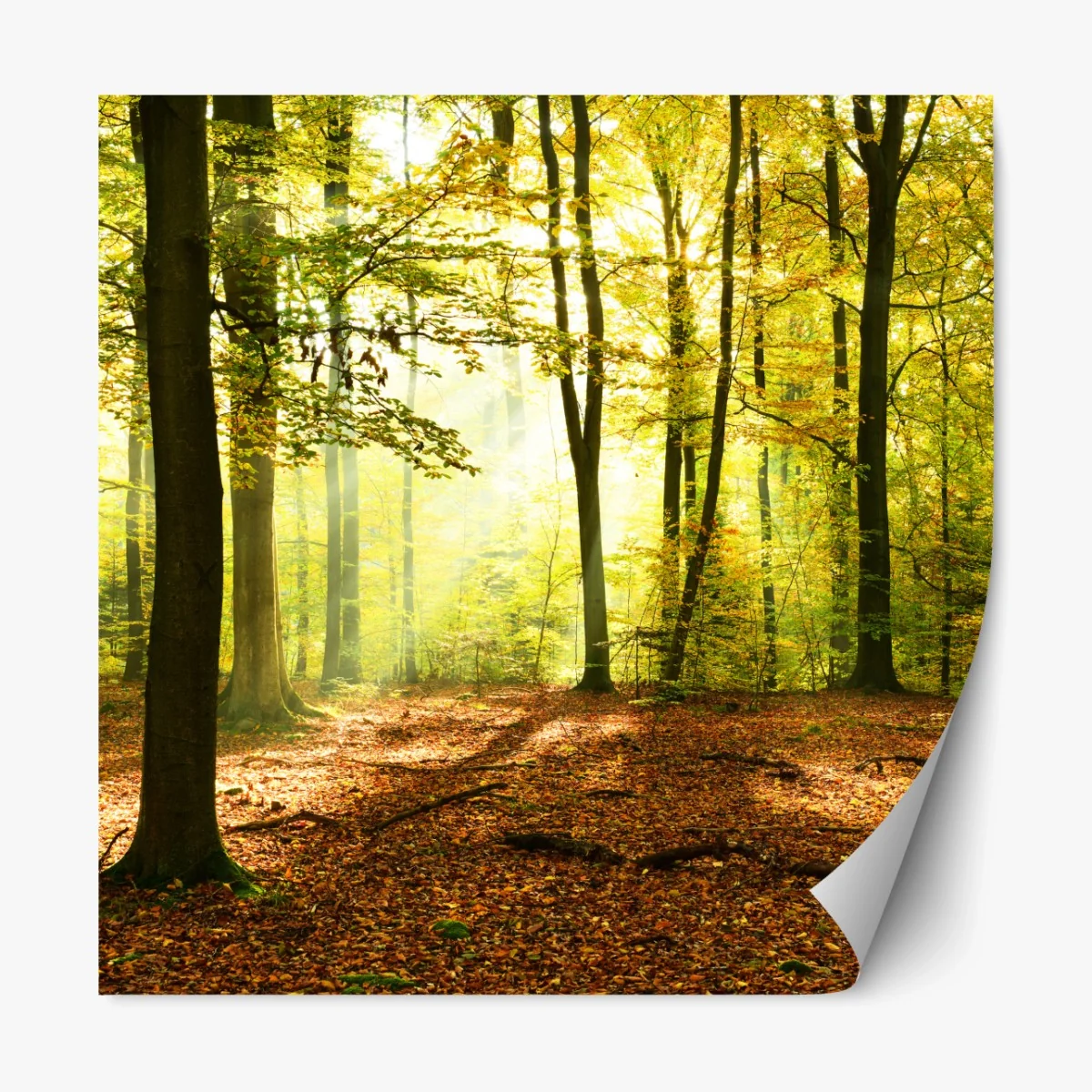 Repositionierbarer Aufkleber goldener herbstwald am morgen – Wallnifity® Repositionierbarer Aufkleber goldener herbstwald am morgen – Wallnifity®
