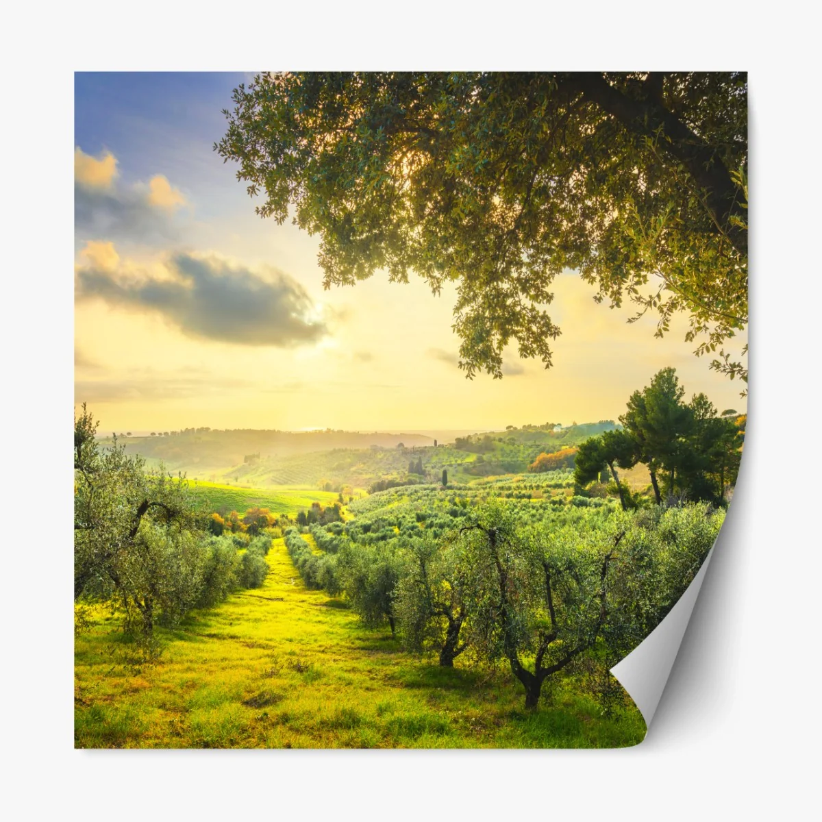 Repositionierbarer Aufkleber olivenhain bei sonnenuntergang in Maremma, Toskana – Wallnifity®