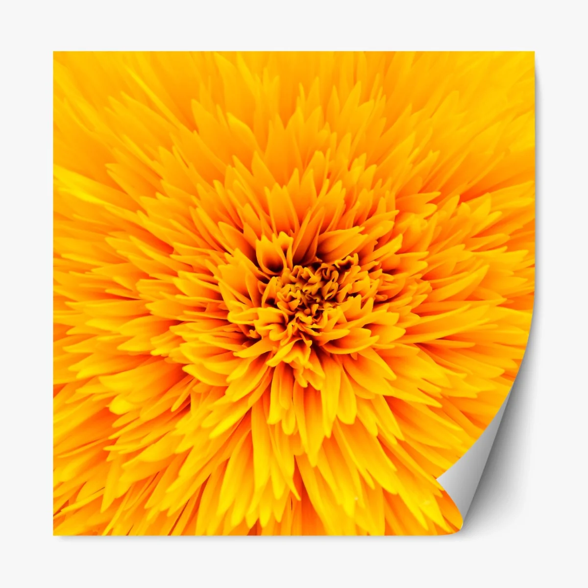 Repositionierbarer Aufkleber strahlende sonnenblume nahaufnahme – Wallnifity® Repositionierbarer Aufkleber strahlende sonnenblume nahaufnahme – Wallnifity®