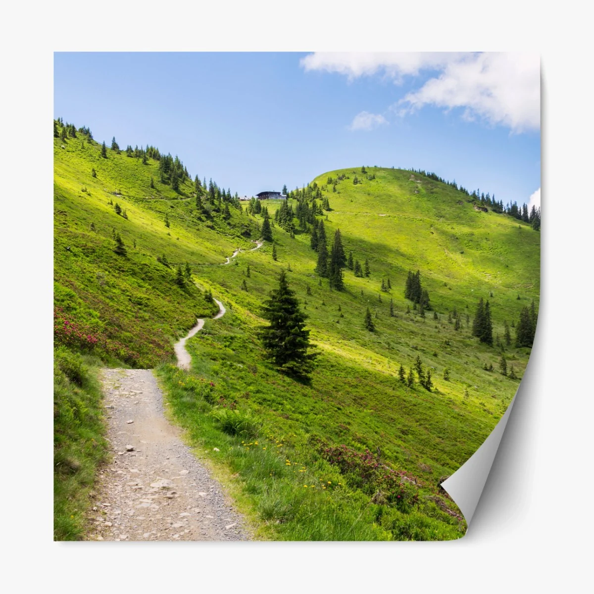 Repositionierbarer Aufkleber sonniger bergpfad durch grüne wiese – Wallnifity® Repositionierbarer Aufkleber sonniger bergpfad durch grüne wiese – Wallnifity®