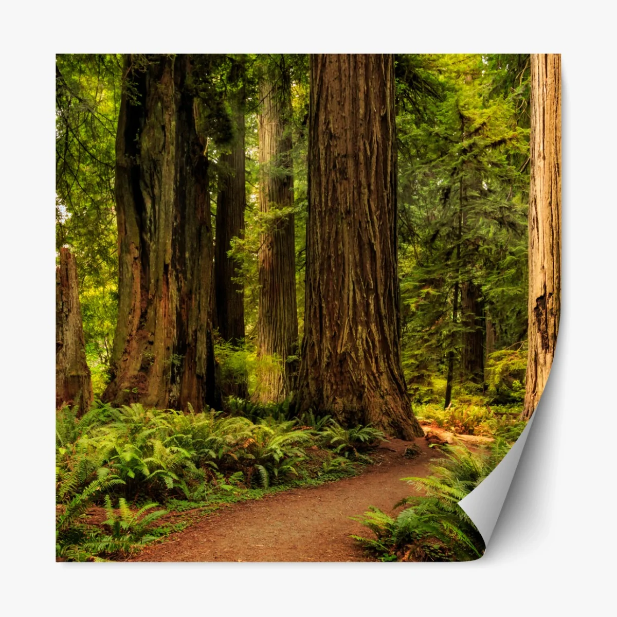 Repositionierbarer Aufkleber Kalifornien mammutbäume waldweg – Wallnifity® Repositionierbarer Aufkleber Kalifornien mammutbäume waldweg – Wallnifity®