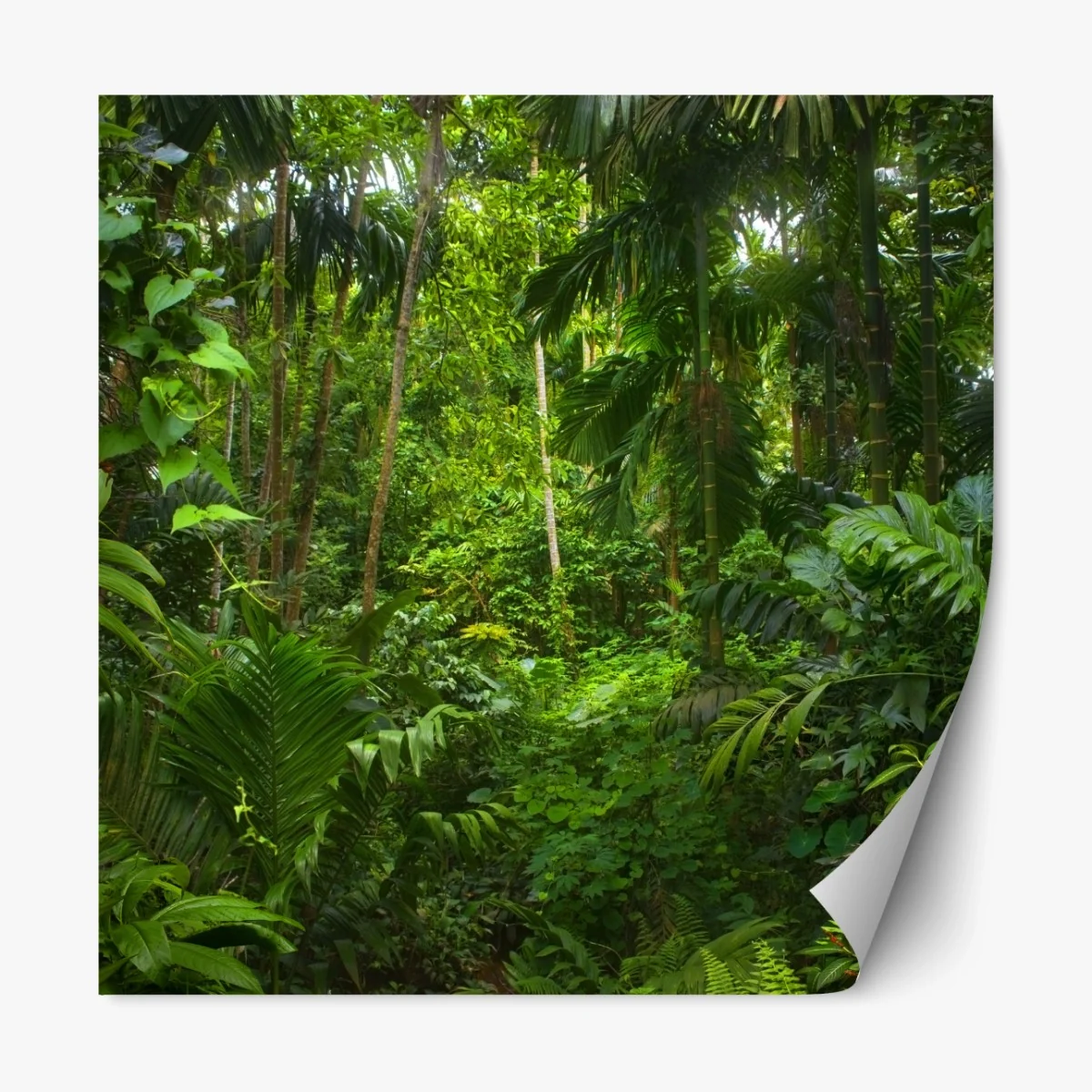 Repositionierbarer Aufkleber üppiger tropischer dschungel – Wallnifity® Repositionierbarer Aufkleber üppiger tropischer dschungel – Wallnifity®