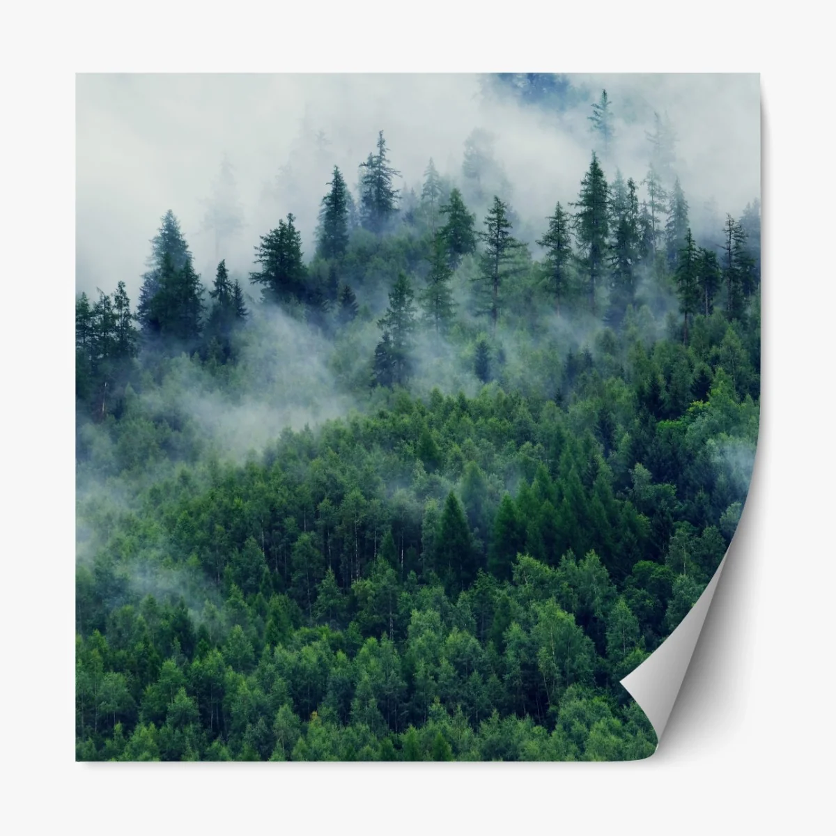 Repositionierbarer Aufkleber nebliger grüner wald – Wallnifity®