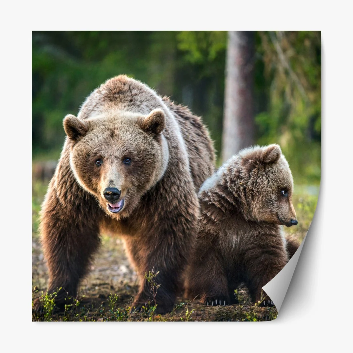 Repositionierbarer Aufkleber braunbär mit jungem im wald – Wallnifity® Repositionierbarer Aufkleber braunbär mit jungem im wald – Wallnifity®