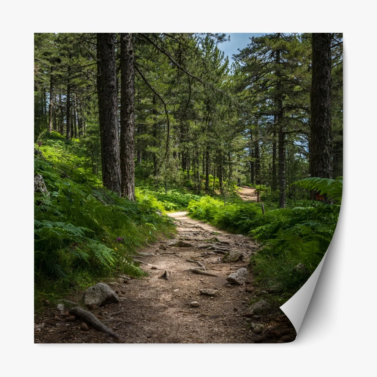 Repositionierbarer Aufkleber ruhiger waldpfad durch üppiges grün – Wallnifity®