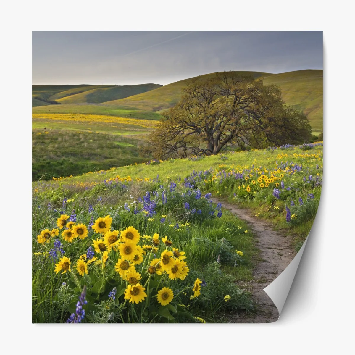 Repositionierbarer Aufkleber pfad durch blumenwiese mit eichenbaum – Wallnifity® Repositionierbarer Aufkleber pfad durch blumenwiese mit eichenbaum – Wallnifity®