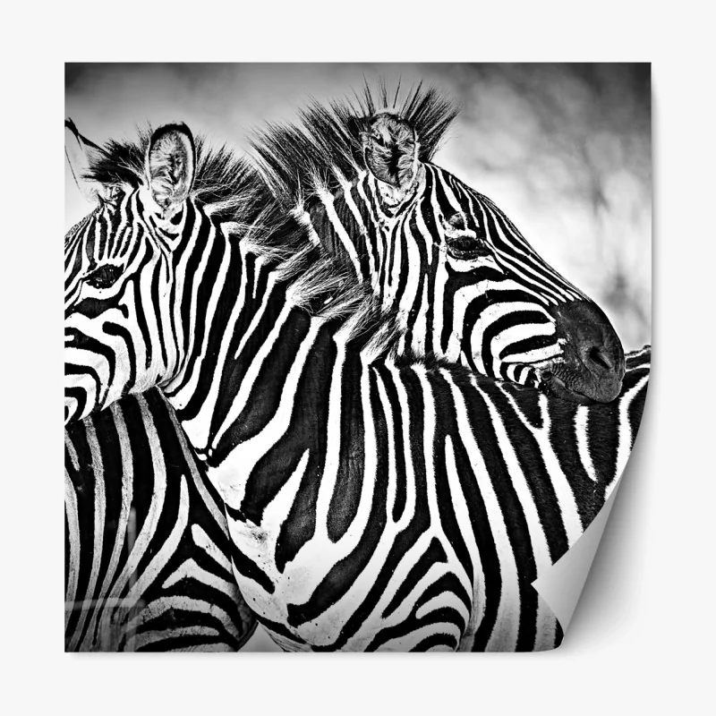 Repositionierbarer Aufkleber intimes zebra-porträt in schwarzweiß