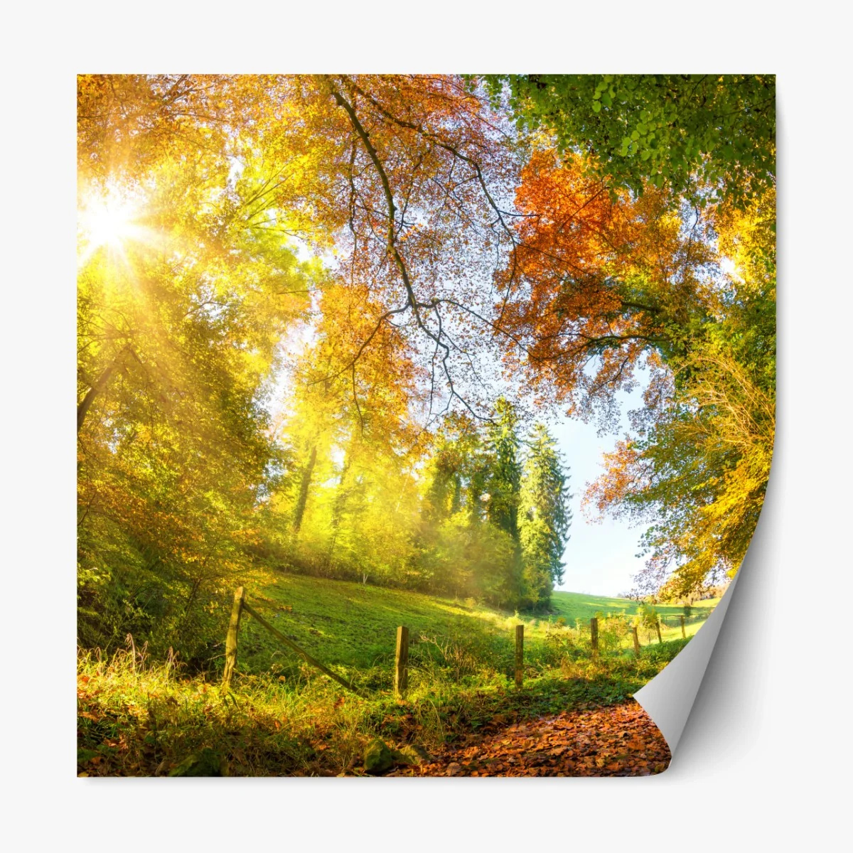 Repositionierbarer Aufkleber goldener herbstwaldweg – Wallnifity®