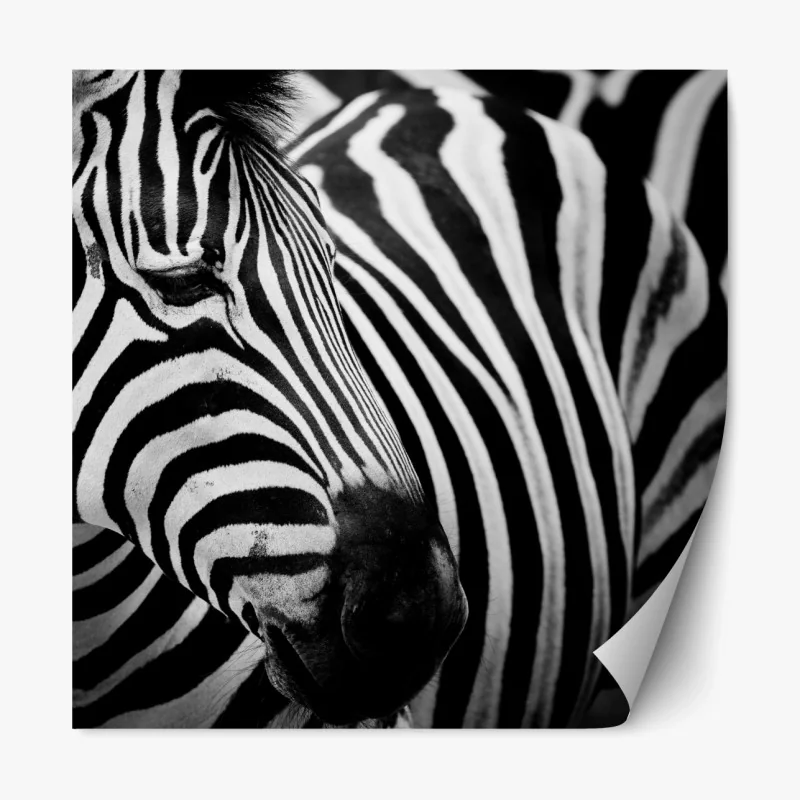 Repositionierbarer Aufkleber zebra in monochromen streifen