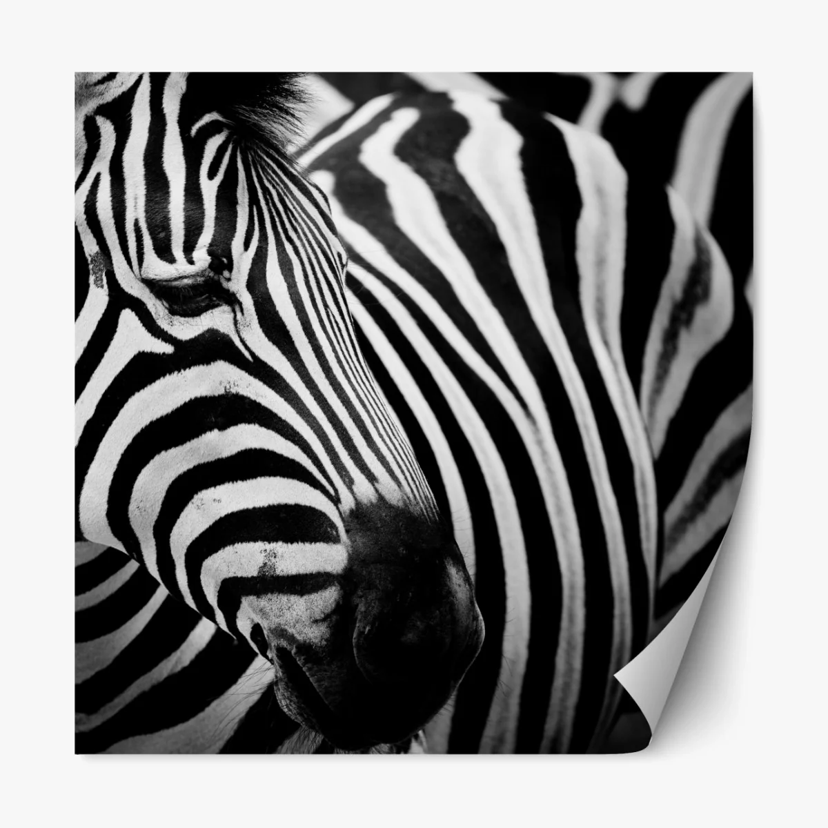 Repositionierbarer Aufkleber zebra in monochromen streifen – Wallnifity® Repositionierbarer Aufkleber zebra in monochromen streifen – Wallnifity®
