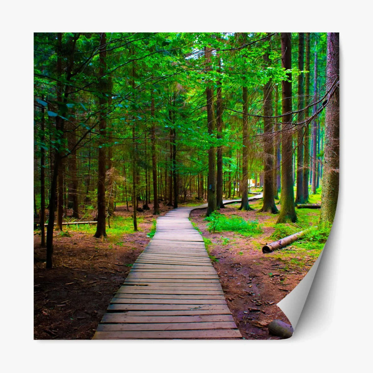 Repositionierbarer Aufkleber ruhiger waldsteg im grünen – Wallnifity® Repositionierbarer Aufkleber ruhiger waldsteg im grünen – Wallnifity®