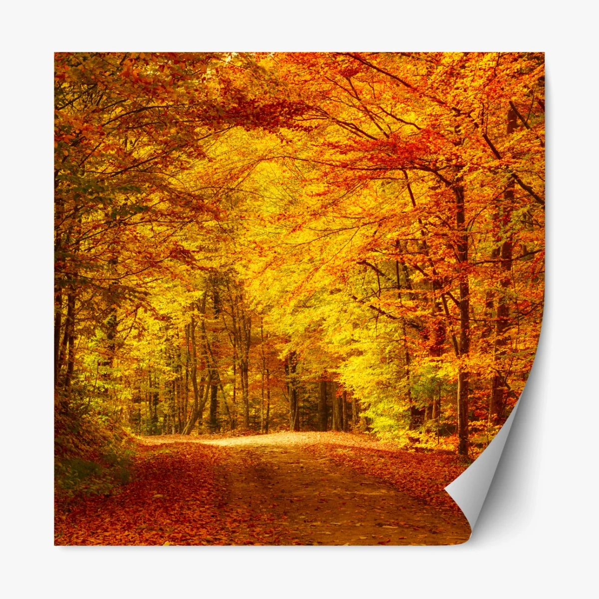 Repositionierbarer Aufkleber goldener herbstwaldweg – Wallnifity® Repositionierbarer Aufkleber goldener herbstwaldweg – Wallnifity®