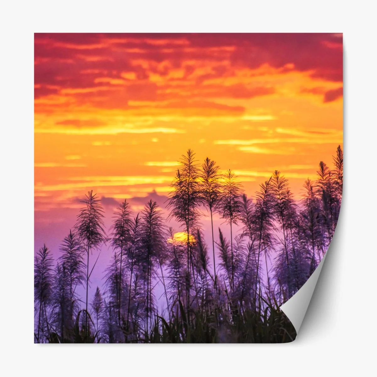 Repositionierbarer Aufkleber goldener sonnenuntergang über wildgräsern – Wallnifity® Repositionierbarer Aufkleber goldener sonnenuntergang über wildgräsern – Wallnifity®