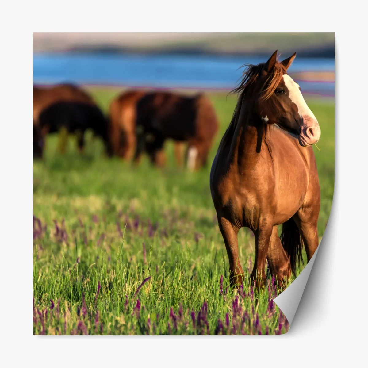 Repositionierbarer Aufkleber majestätisches braunes pferd auf einer sonnenbeschienenen wiese – Wallnifity® Repositionierbarer Aufkleber majestätisches braunes pferd auf einer sonnenbeschienenen wiese – Wallnifity®