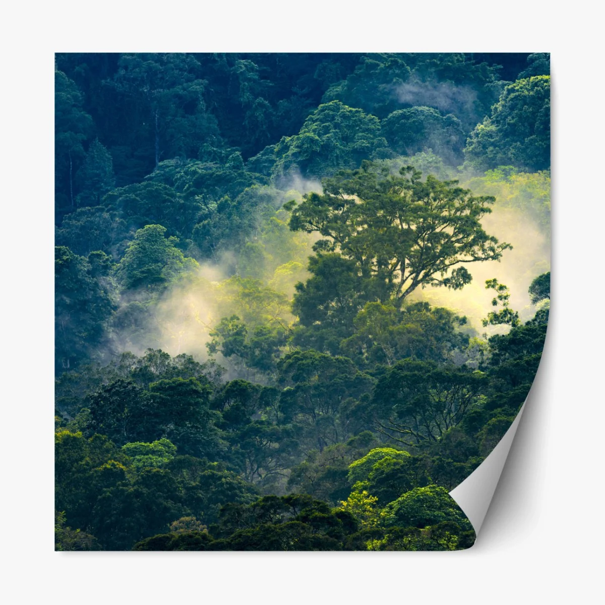 Repositionierbarer Aufkleber nebliger regenwald mit baumkronen – Wallnifity® Repositionierbarer Aufkleber nebliger regenwald mit baumkronen – Wallnifity®