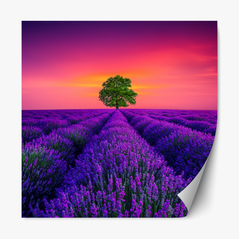 Repositionierbarer Aufkleber lavendelfeld bei sonnenuntergang mit einsamem baum