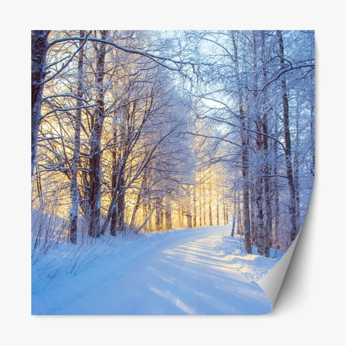 Repositionierbarer Aufkleber birkenwald im winter bei sonnenaufgang – Wallnifity® Repositionierbarer Aufkleber birkenwald im winter bei sonnenaufgang – Wallnifity®