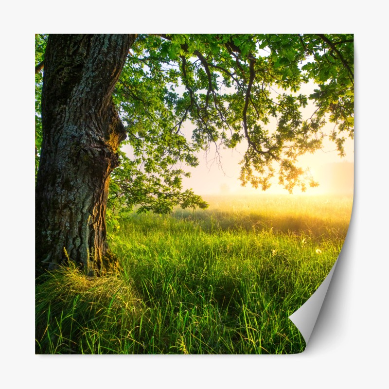Repositionierbarer Aufkleber morgendliche eiche auf sonnenbeschienener wiese