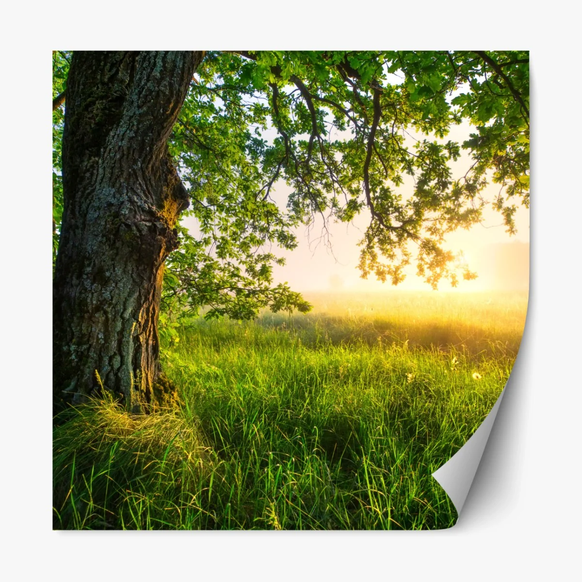 Repositionierbarer Aufkleber morgendliche eiche auf sonnenbeschienener wiese – Wallnifity® Repositionierbarer Aufkleber morgendliche eiche auf sonnenbeschienener wiese – Wallnifity®