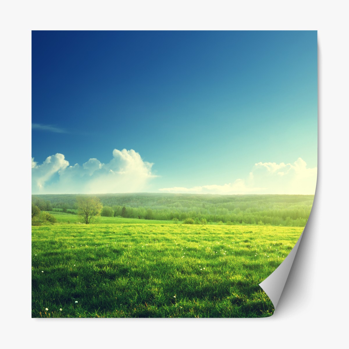 Repositionierbarer Aufkleber sonnige frühlingswiese im abendlicht – Wallnifity® Repositionierbarer Aufkleber sonnige frühlingswiese im abendlicht – Wallnifity®