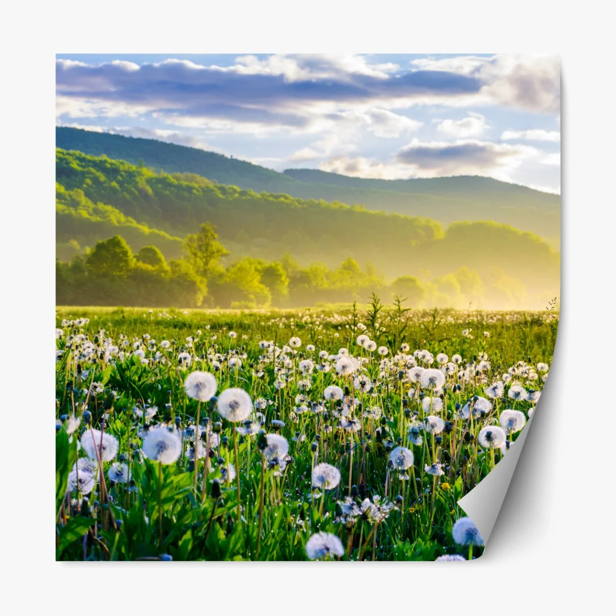 Repositionierbarer Aufkleber neblige löwenzahnwiese im sonnenaufgang – Wallnifity® Repositionierbarer Aufkleber neblige löwenzahnwiese im sonnenaufgang – Wallnifity®