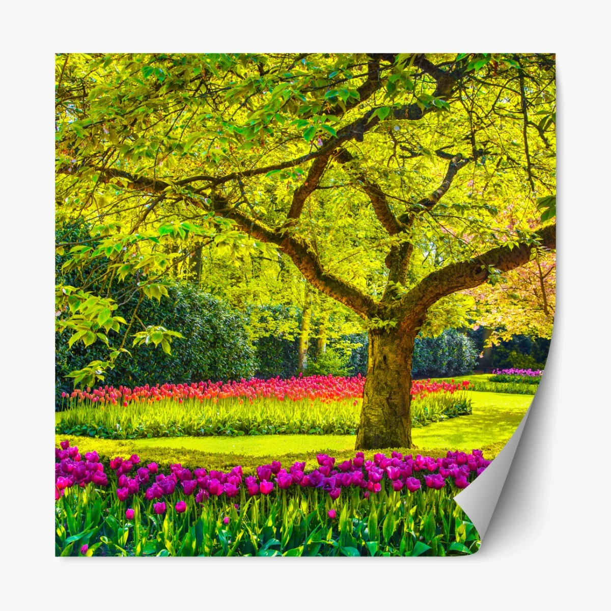 Repositionierbarer Aufkleber bunter tulpengarten in Keukenhof – Wallnifity® Repositionierbarer Aufkleber bunter tulpengarten in Keukenhof – Wallnifity®