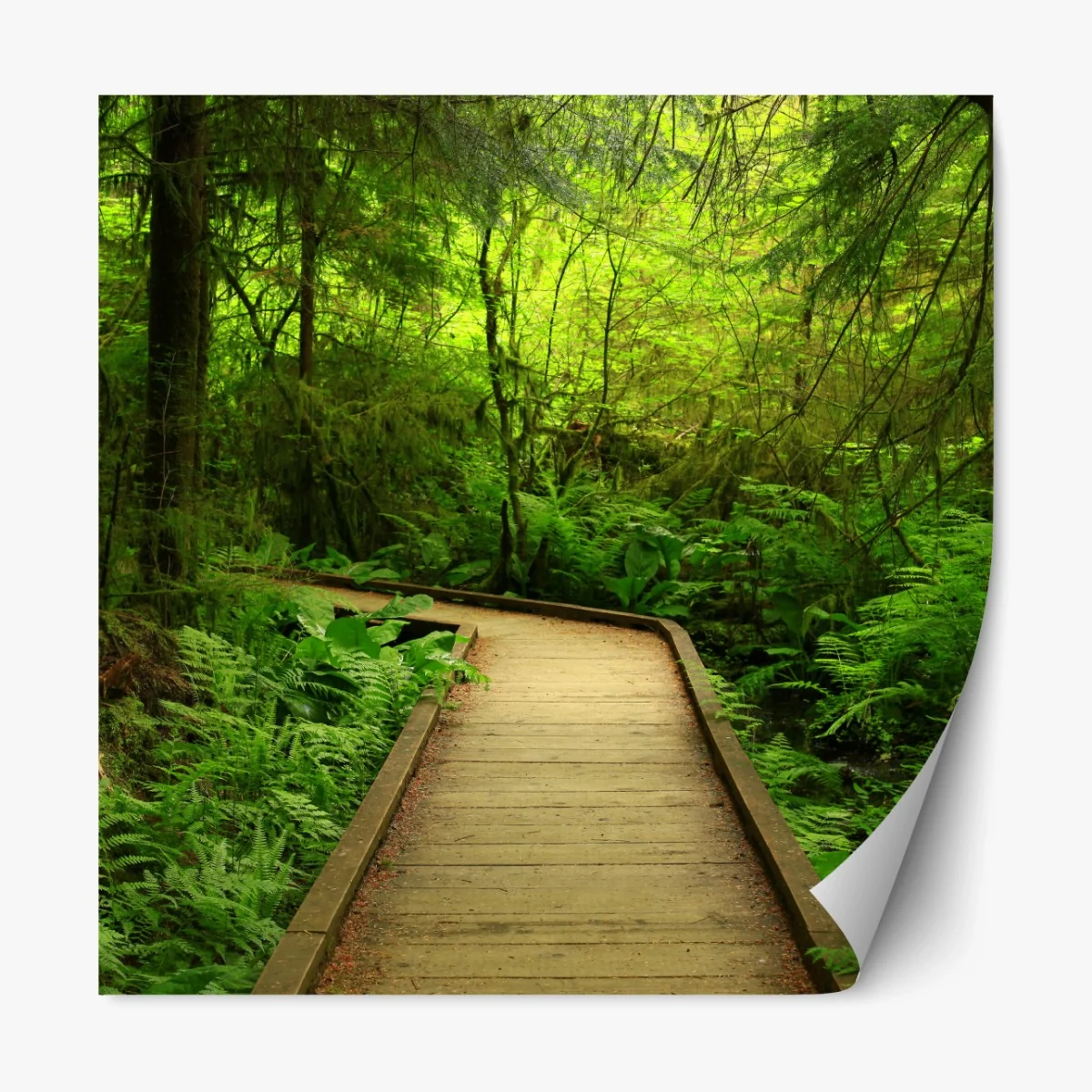 Repositionierbarer Aufkleber ruhiger grüner waldsteg – Wallnifity® Repositionierbarer Aufkleber ruhiger grüner waldsteg – Wallnifity®