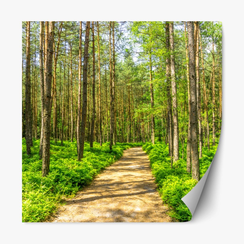 Repositionierbarer Aufkleber ruhige grüne waldkrone – Wallnifity®