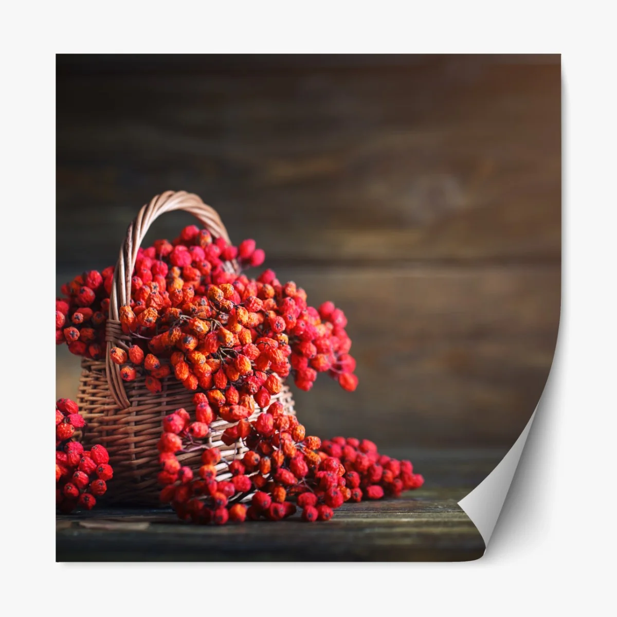 Repositionierbarer Aufkleber herbstliche vogelbeeren im weidenkorb – Wallnifity® Repositionierbarer Aufkleber herbstliche vogelbeeren im weidenkorb – Wallnifity®