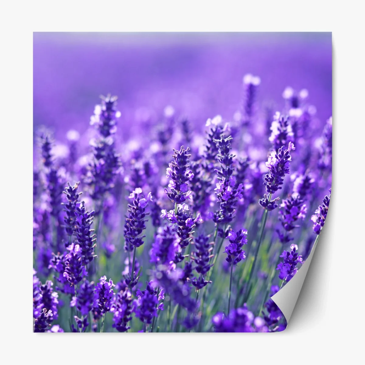 Repositionierbarer Aufkleber lavendelfeld nahaufnahme – Wallnifity®