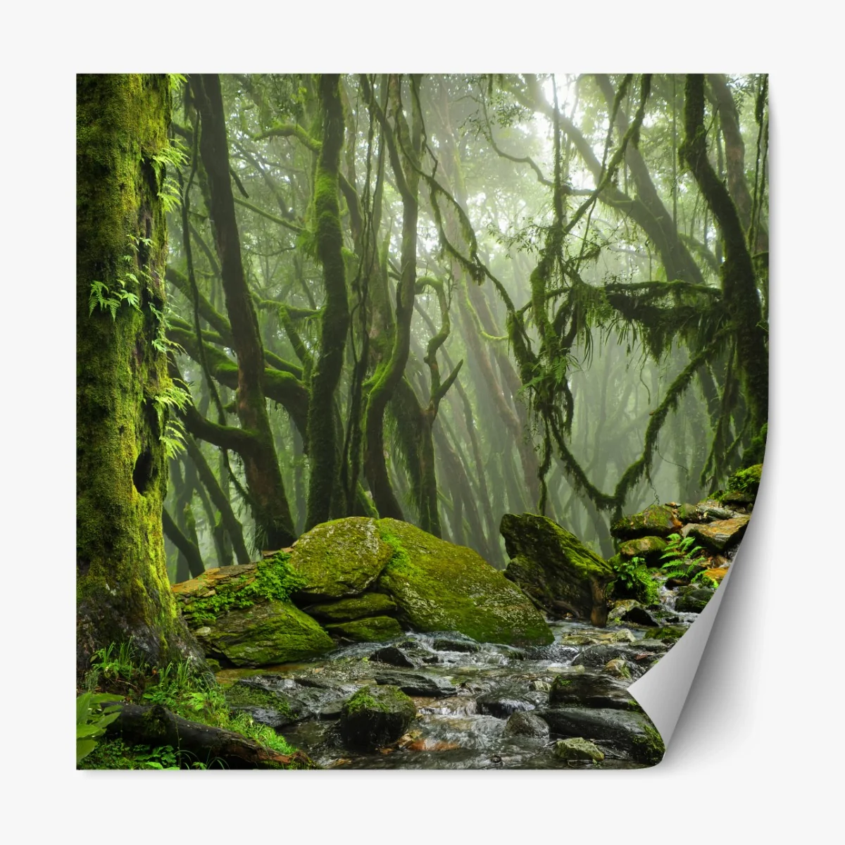 Repositionierbarer Aufkleber moosiger wald mit bach im nebel – Wallnifity® Repositionierbarer Aufkleber moosiger wald mit bach im nebel – Wallnifity®