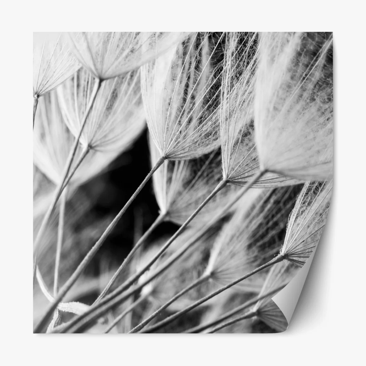 Repositionierbarer Aufkleber zarte nahaufnahme von löwenzahnsamen in monochrom – Wallnifity® Repositionierbarer Aufkleber zarte nahaufnahme von löwenzahnsamen in monochrom – Wallnifity®