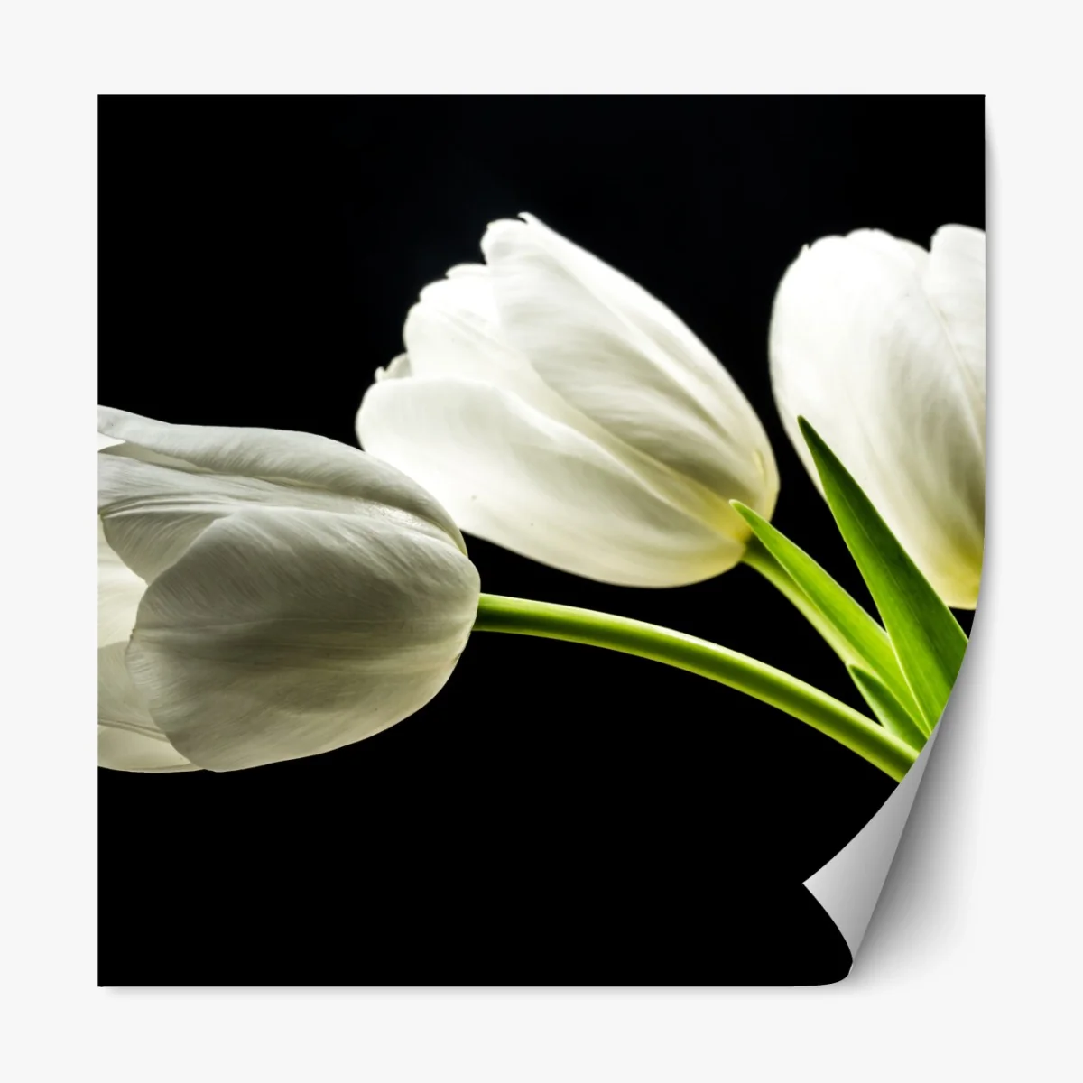 Repositionierbarer Aufkleber elegante weiße tulpen vor schwarzem hintergrund – Wallnifity®