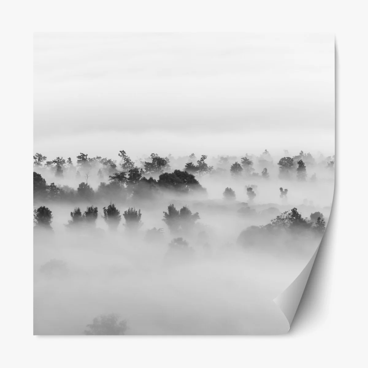 Repositionierbarer Aufkleber nebliger wald in monochrom – Wallnifity®