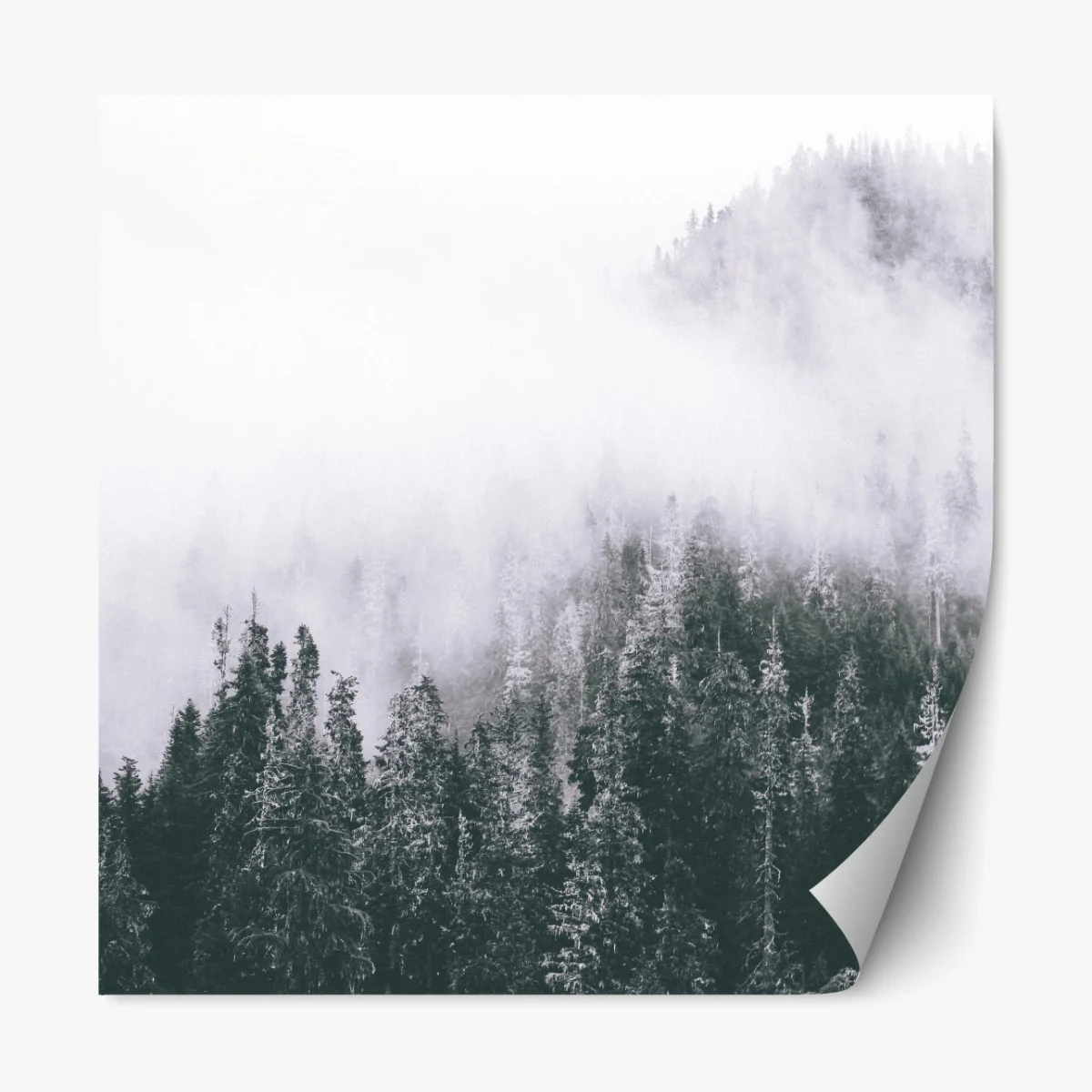 Repositionierbarer Aufkleber nebliger immergrüner wald – Wallnifity® Repositionierbarer Aufkleber nebliger immergrüner wald – Wallnifity®