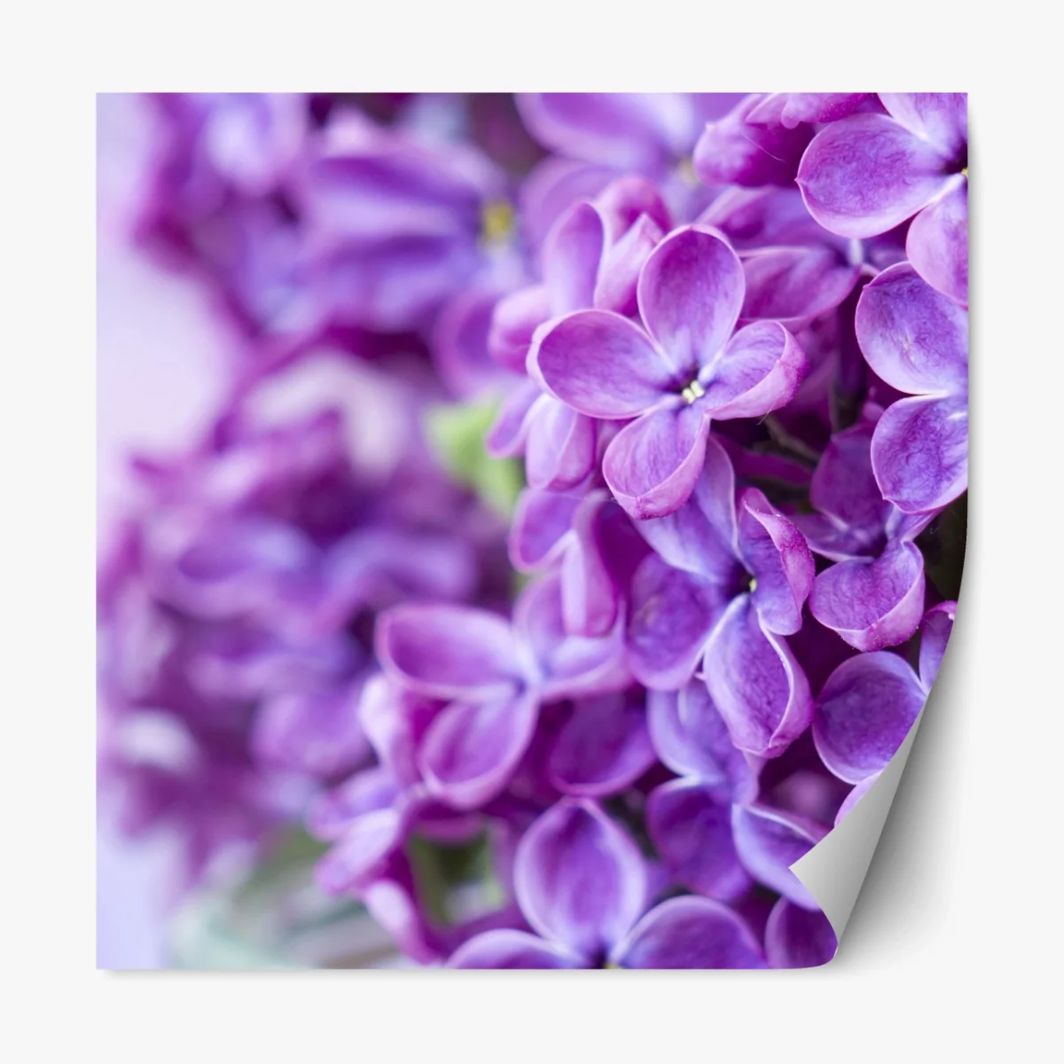 Repositionierbarer Aufkleber lila fliederblüten nahaufnahme – Wallnifity® Repositionierbarer Aufkleber lila fliederblüten nahaufnahme – Wallnifity®