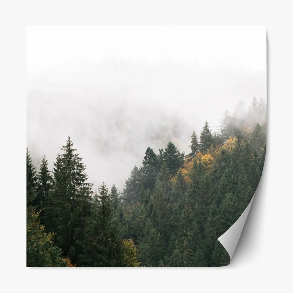 Repositionierbarer Aufkleber nebliger bergwald im dunst – Wallnifity® Repositionierbarer Aufkleber nebliger bergwald im dunst – Wallnifity®