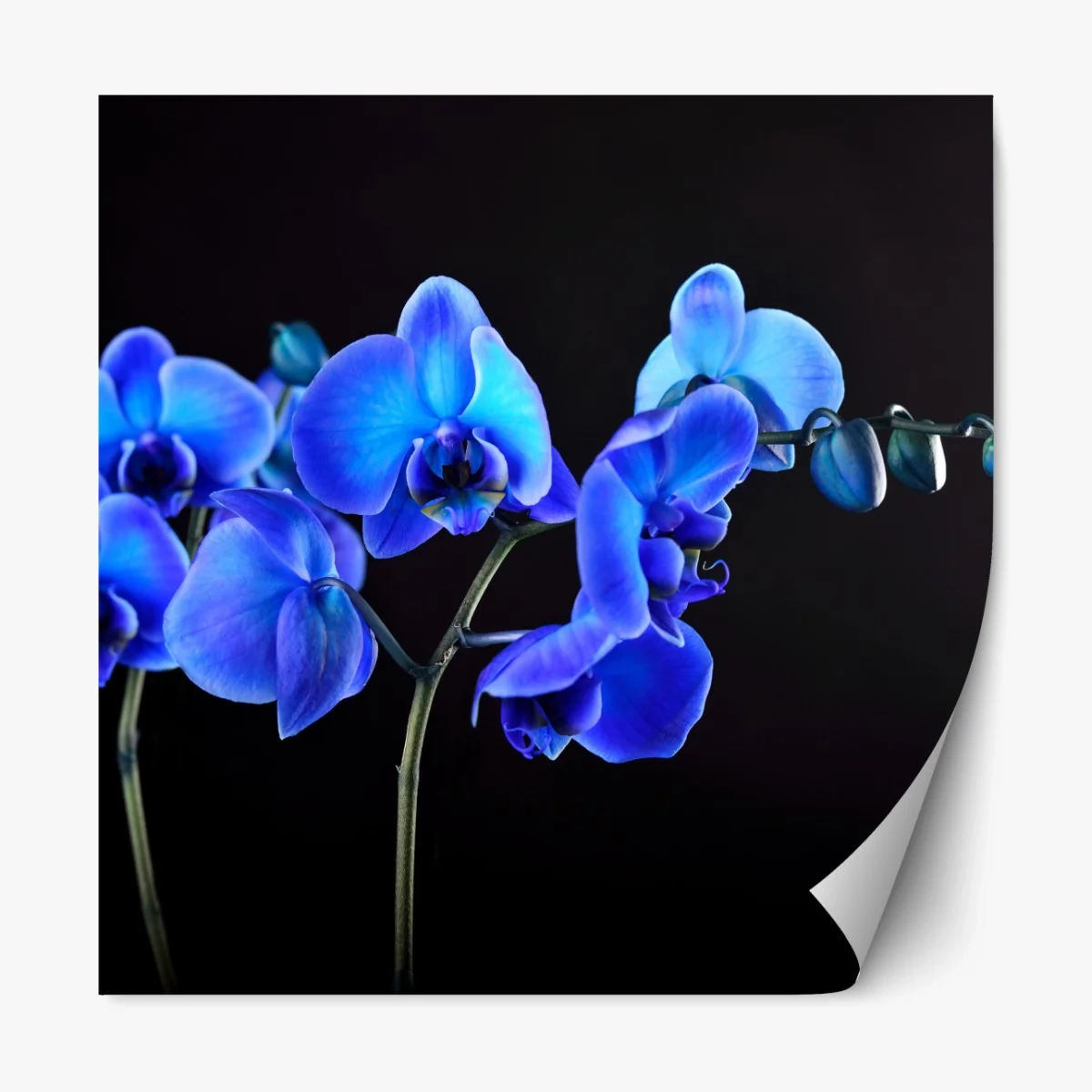 Repositionierbarer Aufkleber leuchtende blaue orchidee vor schwarzem hintergrund – Wallnifity® Repositionierbarer Aufkleber leuchtende blaue orchidee vor schwarzem hintergrund – Wallnifity®