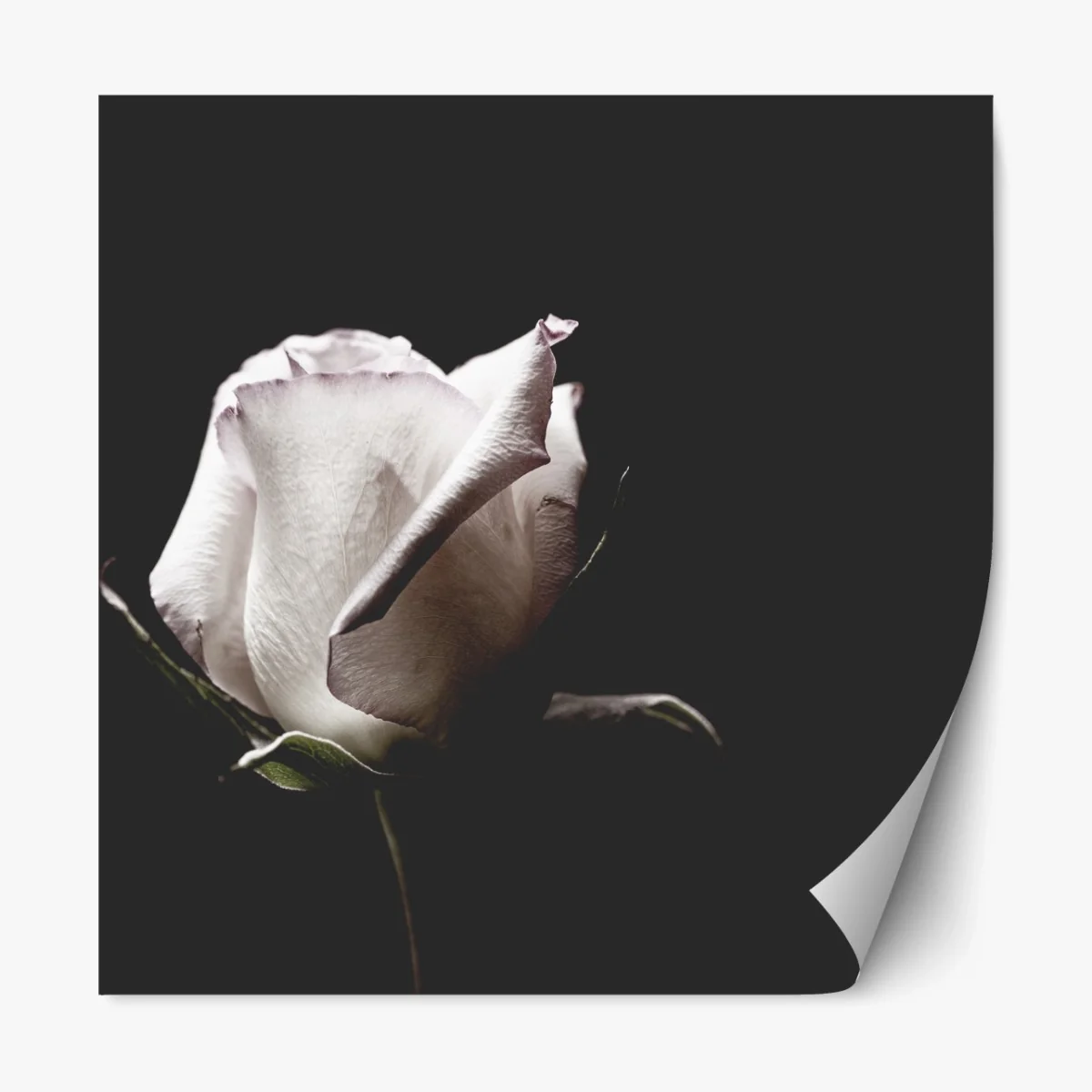 Repositionierbarer Aufkleber weiße rose vor schwarzem hintergrund – Wallnifity® Repositionierbarer Aufkleber weiße rose vor schwarzem hintergrund – Wallnifity®