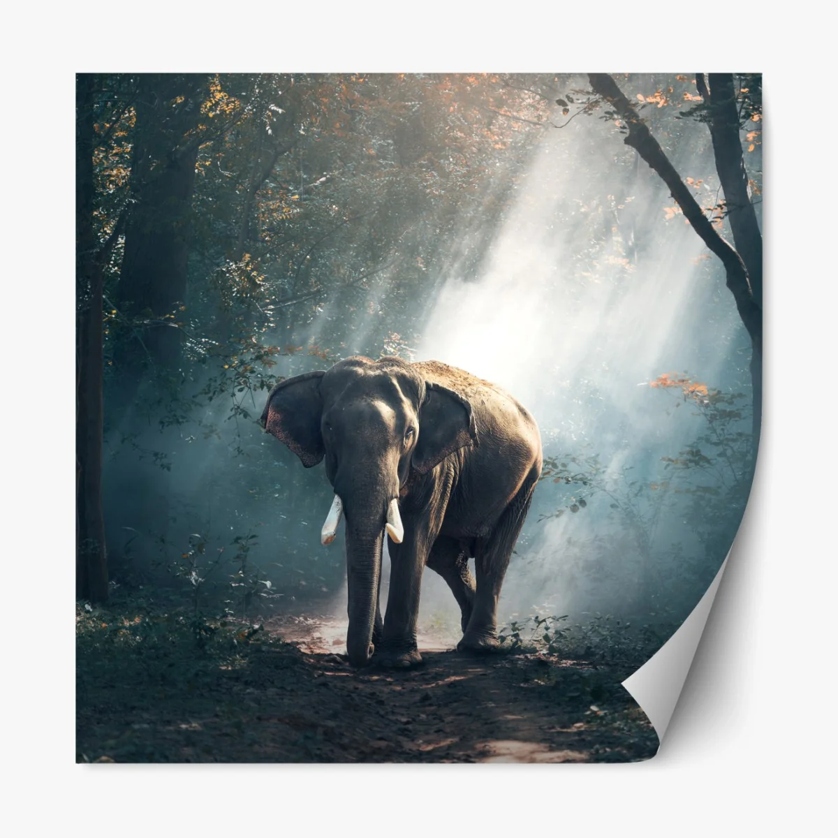 Repositionierbarer Aufkleber majestätischer elefant im sonnenlichtdurchfluteten wald – Wallnifity®