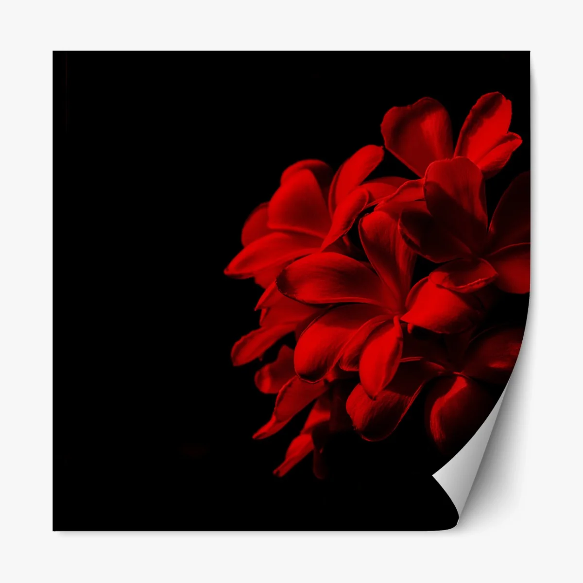 Repositionierbarer Aufkleber rote plumeria auf schwarzem hintergrund – Wallnifity® Repositionierbarer Aufkleber rote plumeria auf schwarzem hintergrund – Wallnifity®