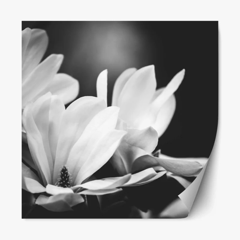 Repositionierbarer Aufkleber schwarzweiß magnolienblüte nahaufnahme