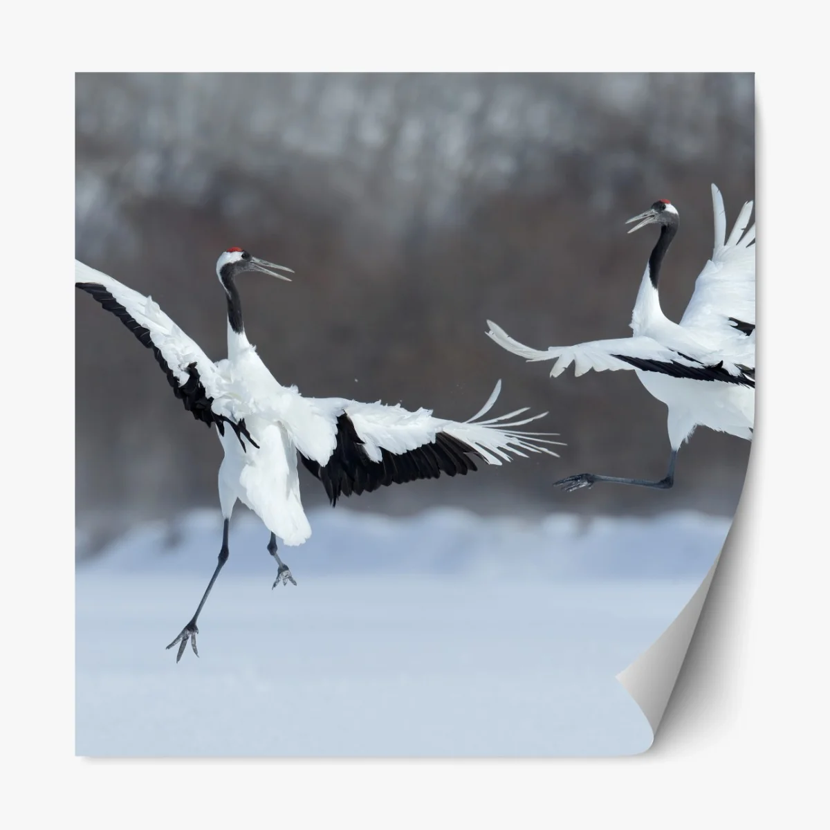 Repositionierbarer Aufkleber tanzende rotkronenkraniche im schnee, Hokkaido – Wallnifity® Repositionierbarer Aufkleber tanzende rotkronenkraniche im schnee, Hokkaido – Wallnifity®