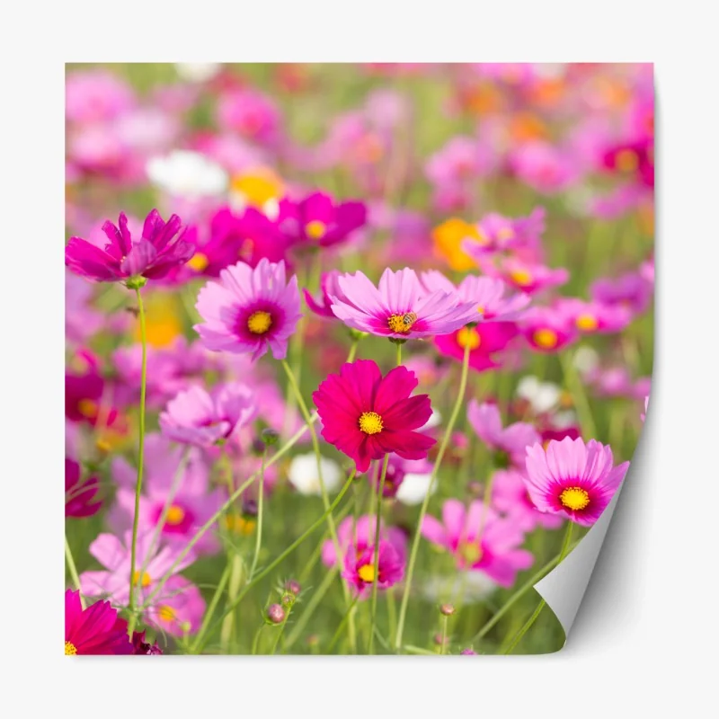 Repositionierbarer Aufkleber rosa kosmeenwiese in blüte